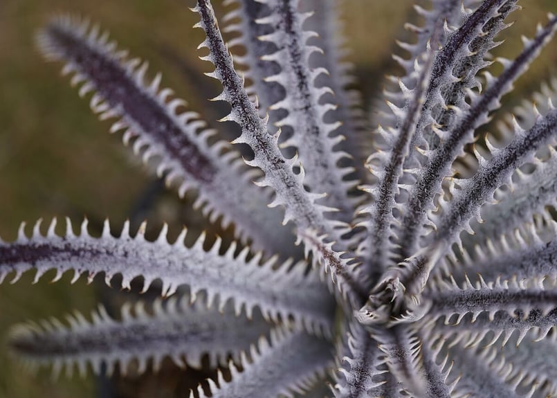 Dyckia (BSF3D11 x Bangkok Star#1)x Nagas PS#02