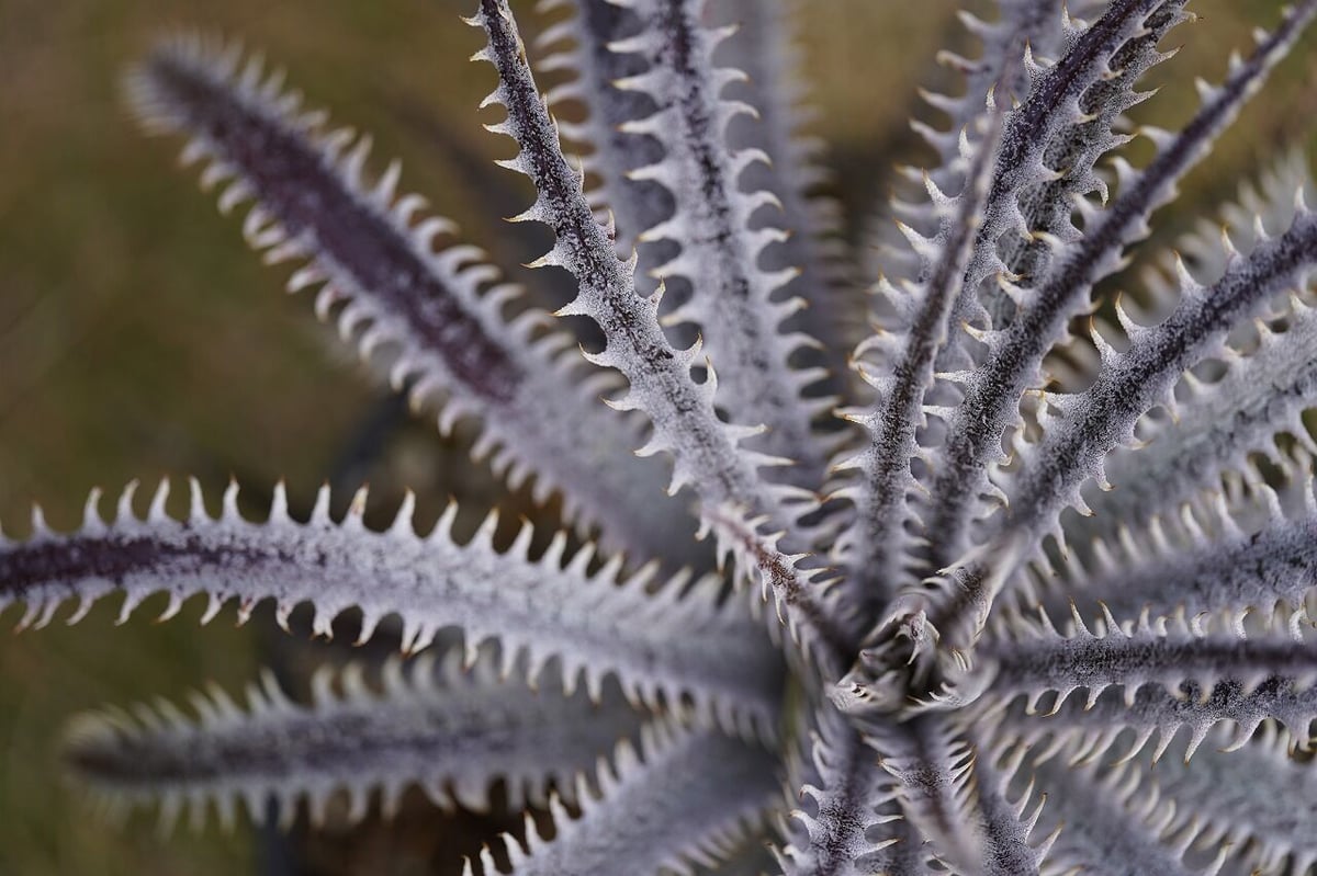 Dyckia (BSF3D11 x Bangkok Star#1)x Nagas PS#02 sueb hybrid