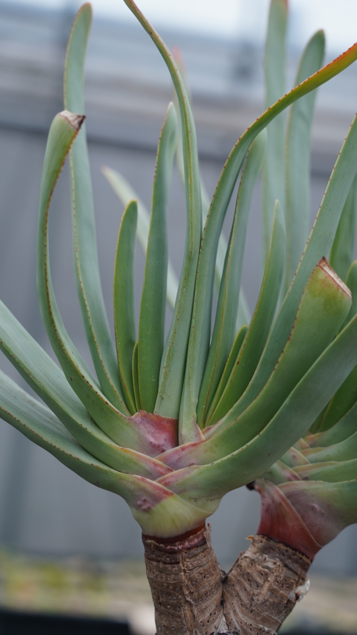 アロエ プリカティリス | mana's farm:塊根植物・アガベ・ドライ