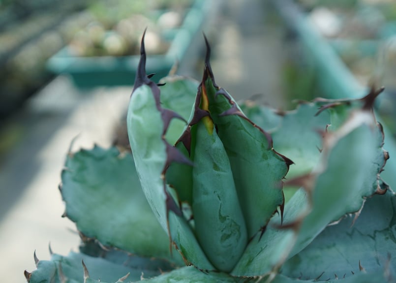 AGAVE TITANOTA BLACK&BLUE ちょいブツブツタイプ カリフォリニア産】アガベ チタノタ ブラックアンドブルー