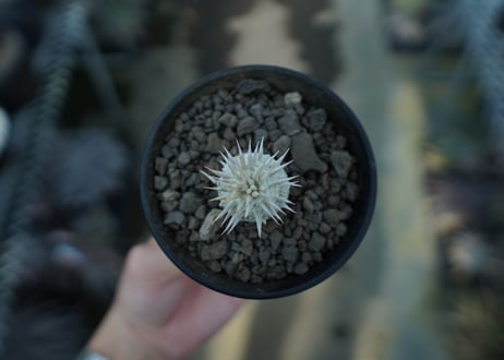 パキポディウム　恵比寿大黒　Pachypodium Densicaule