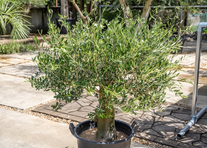 国産オリーブ ネバディロブランコ No.15 売約済 | mana's farm:塊根