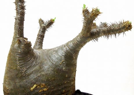 パキポディウム  グラキリス　 Pachypodium Gracilius №２