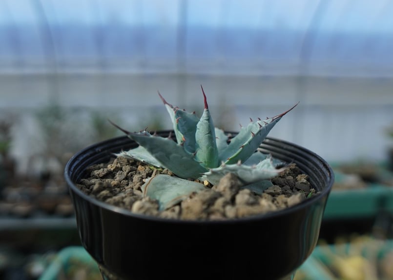 アガベ パラサナ ”トライアンファント” agave parrasana