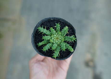 ユーフォルビア　ゴルゴニス　Euphorbia gorgonis  No.4