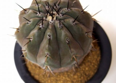 Copiapoa cinerea　コピアポア   黒王丸