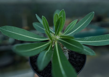 パキポディウム　恵比寿大黒　Pachypodium Densicaule　No.2