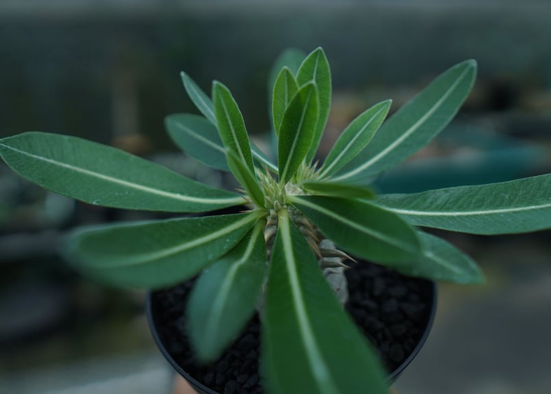パキポディウム 恵比寿大黒 Pachypodium Densicaule No.2 | man