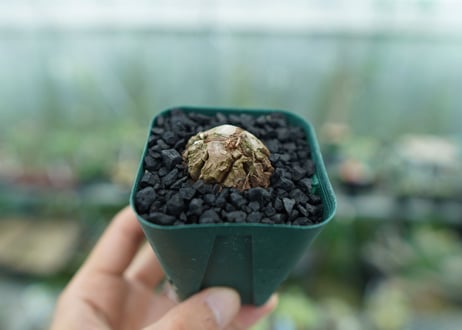 亀甲竜　Dioscorea elephantipes　No.5