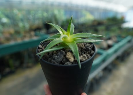 ディッキア　ムーングロー　Dyckia brevifolia  Moon Glow　No.2