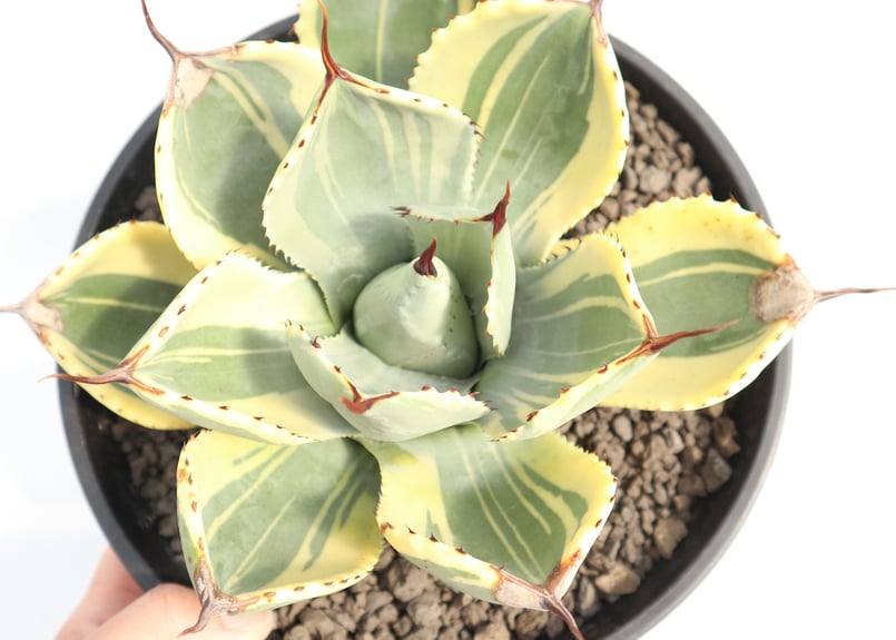 アガベ ライムストリーク no.4 | mana's farm:塊根植物・アガベ