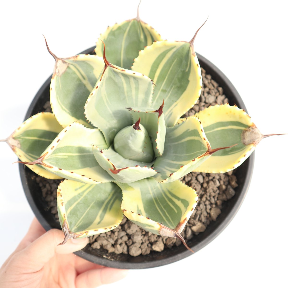 アガベ ライムストリーク no.4 | mana's farm:塊根植物・アガベ