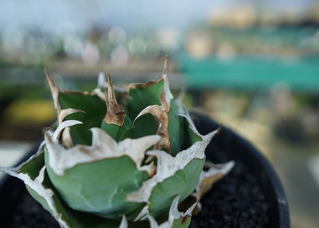 アガベ　チタノタ　螃蟹　Agave Titanota crab