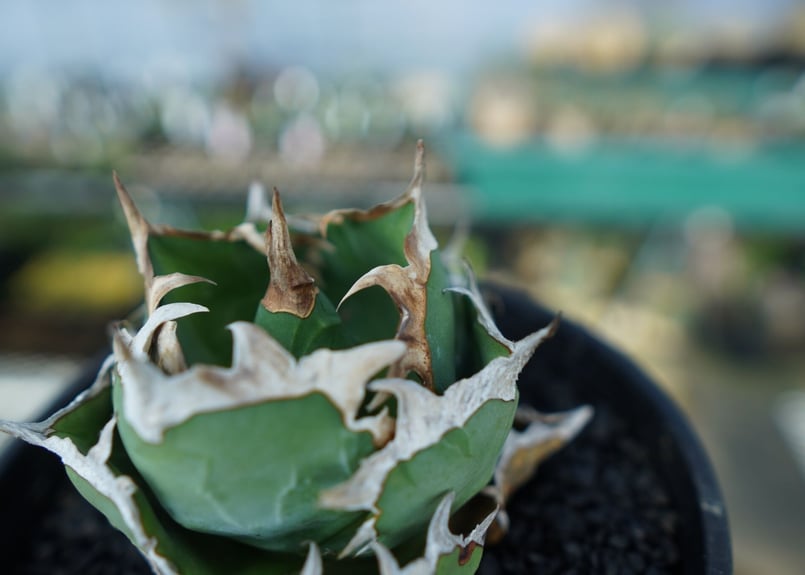 アガベ チタノタ 螃蟹 Agave Titanota crab | mana's farm:塊