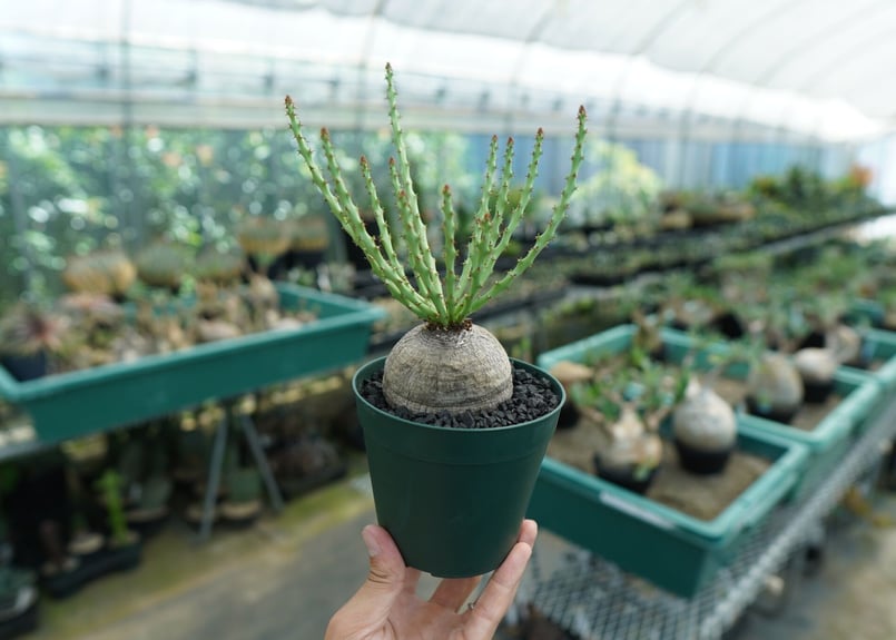 ユーフォルビア デシドゥア Euphorbia decidua | mana's green:...