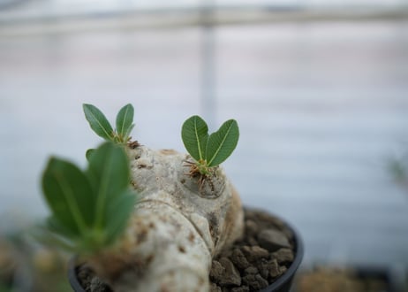パキポディウム　エブレネウム　Pachypodium eburneum　No.2