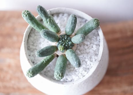 Euphorbia inermis