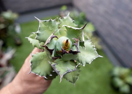 Agave titanota dwarf 姫厳龍NO.4  (G)