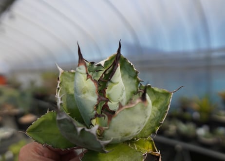 agave titanota ブラック＆ブルー　No.3