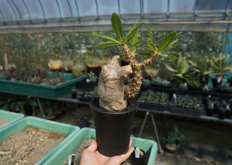 パキポディウム マカイエンセ　Pachypodium makayense　No.6