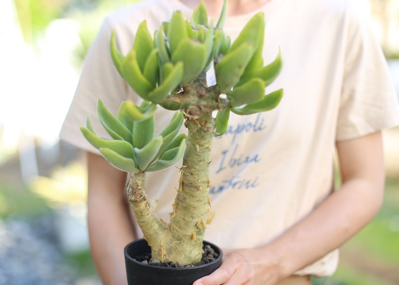 チレコドン パニクラータス | mana's farm:塊根植物・アガベ・ドライ