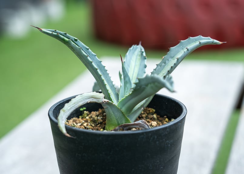 アガベ エクスパンサ パリーダ | mana's farm:塊根植物・アガベ