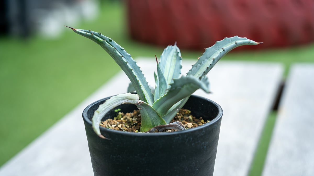 アガベ エクスパンサ パリーダ | mana's farm:塊根植物・アガベ