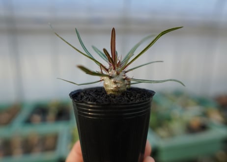 パキポディウム　グラキリス　 Pachypodium Gracilius  No.4