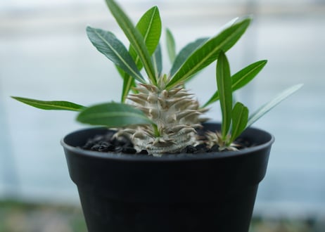 パキポディウム　恵比寿大黒　Pachypodium Densicaule　No.4
