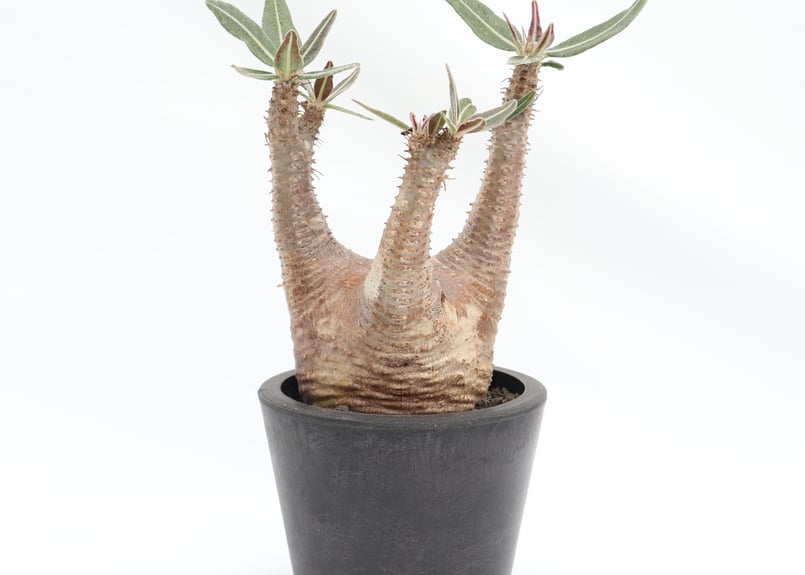 パキポディウム カクチペス | mana's farm:塊根植物・アガベ・ドライ