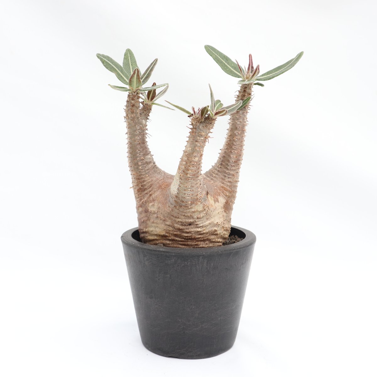 塊根植物　パキポディウム 　カクチペス 光と風気をつけてたのに見事に徒長🥹🥹泣 水ですね💦🌵 成長早い