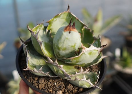 agave titanota ブラック＆ブルー　No.8
