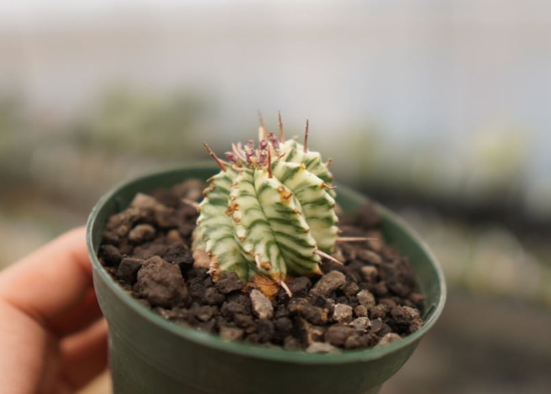 【XLサイズ】ユーフォルビア メロフォルミス錦 ※0594【輸入苗】 XLサイズ】ユーフォルビア メロフォルミス錦 ※0594【輸入苗】