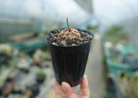 亀甲竜　Dioscorea elephantipes　No.1