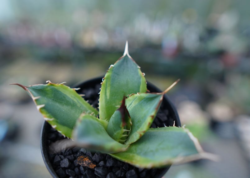 アガベ チタノタ 黄覆輪 Agave titanota variegata | mana's アガベ チタノタ 黄覆輪 Agave titanota variegata | mana's