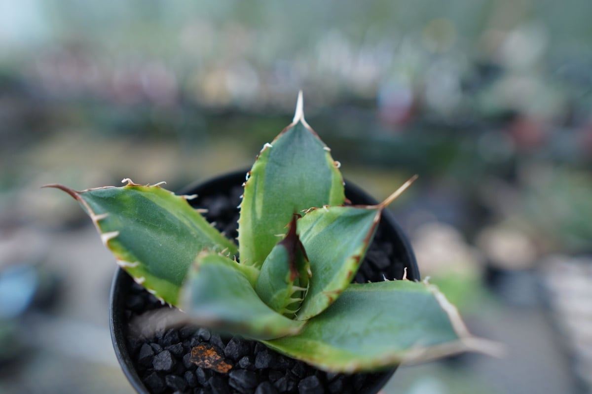 アガベ　チタノタ　蟹覆輪 アガベ チタノタ 蟹 覆輪 【公式通販】