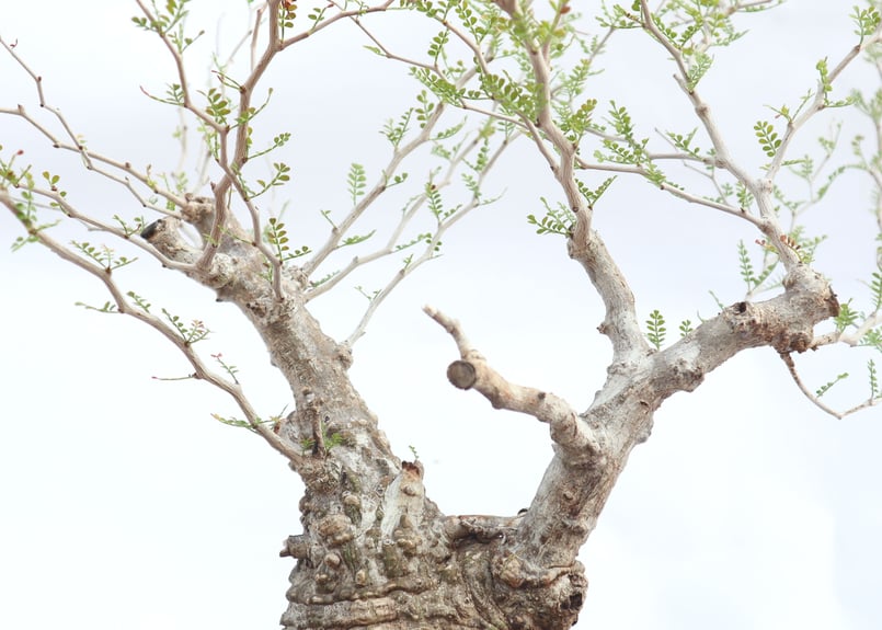 オペルクリカリア パキプス no.4 | mana's farm:塊根植物・アガベ