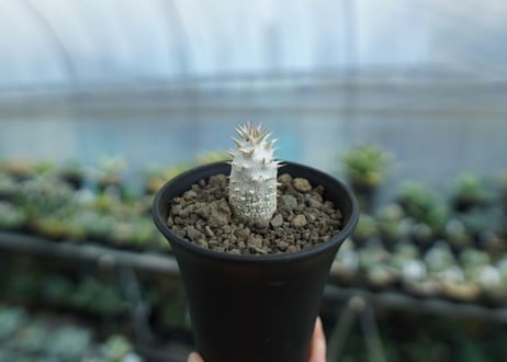 パキポディウム　デンシフローラム Pachypodium densiflorum  No.1