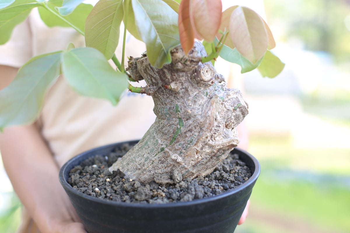 ボンバックス エリプティクム | mana's farm:塊根植物・アガベ・ドライ