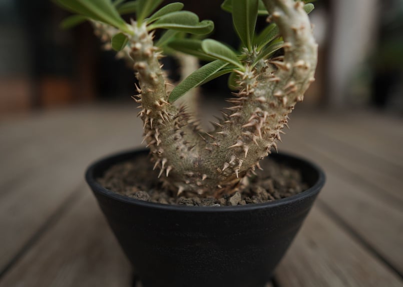 パキポディウム デンシフローラム Pachypodium densiflorum | mana