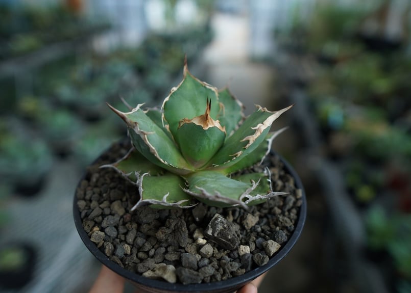 アガベ チタノタ FO-76 agave titanota FO-76 No.10 | m