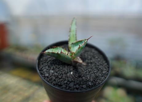 アガベ　チタノタ　 ブラックアンドブルー 　Agave titanota black and blue　No.4