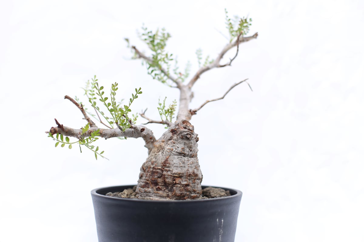 オペルクリカリア　パキプス　白肌　発根済み　塊根植物　（検　グラキリス　アガベ オペルクリカリア パキプス no.4 | mana's farm:塊根植物・アガベ