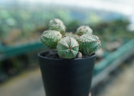 ユーフォルビア　オベサブロー　Euphorbia ObesaBlow