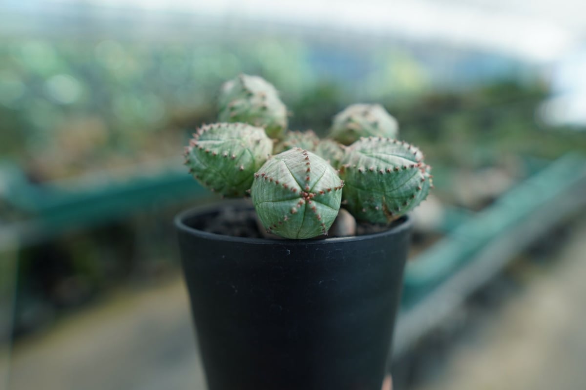 ユーフォルビア オベサブロー Euphorbia ObesaBlow | mana's far