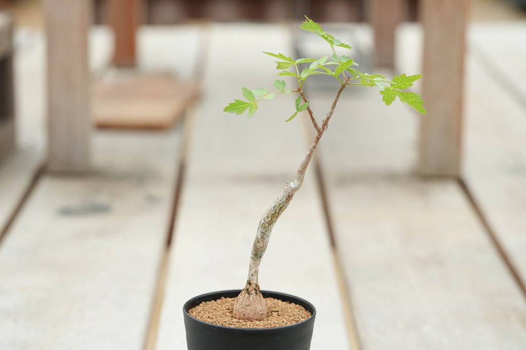 ブルセラ・ヒンドシアナ実生　塊根植物 ブルセラ ヒンドシアナ 沖縄実生 | mana's farm:塊根植物・アガベ