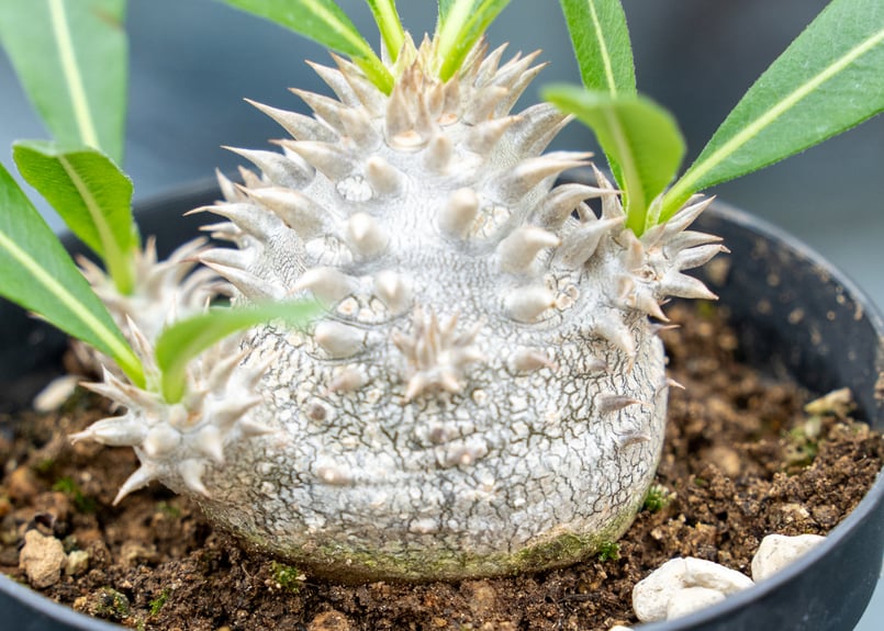 パキポディウム　恵比寿大黒　塊根植物 パキポディウム 恵比寿大黒 | mana's farm:塊根植物・アガベ