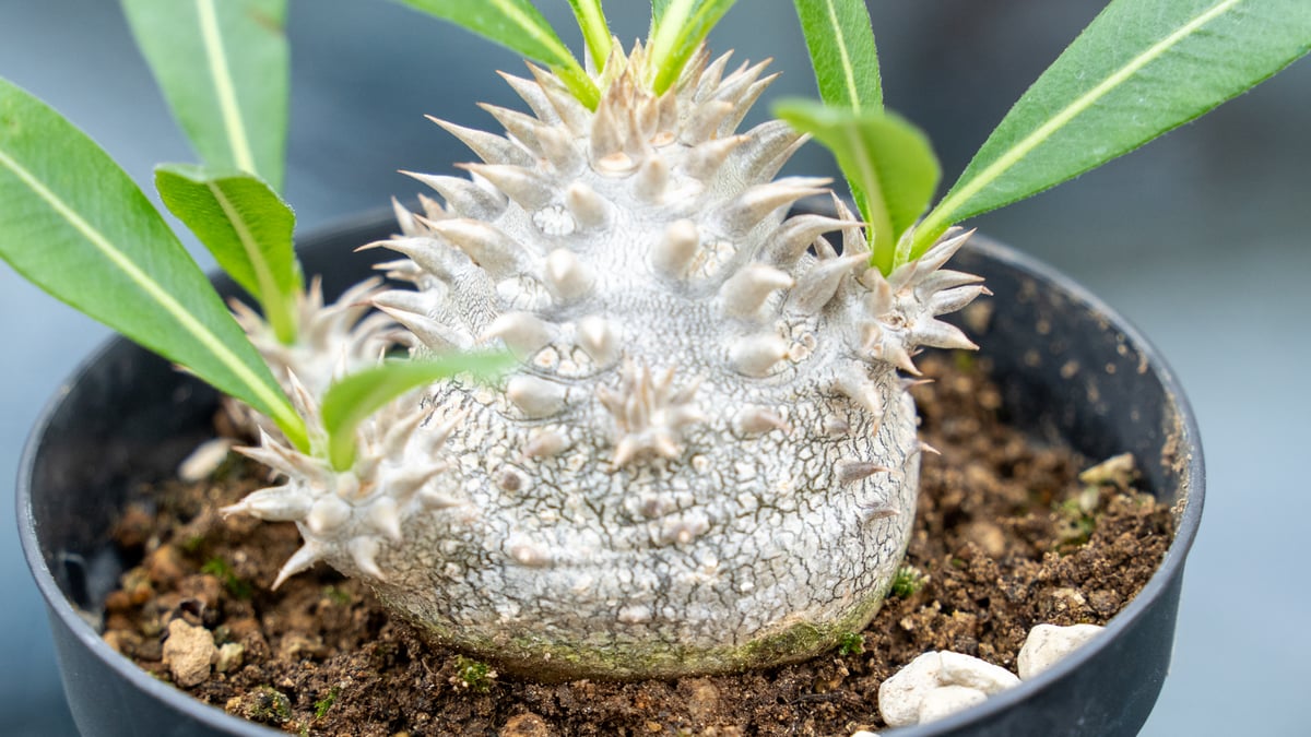 パキポディウム 恵比寿大黒 | mana's farm:塊根植物・アガベ・ドライ