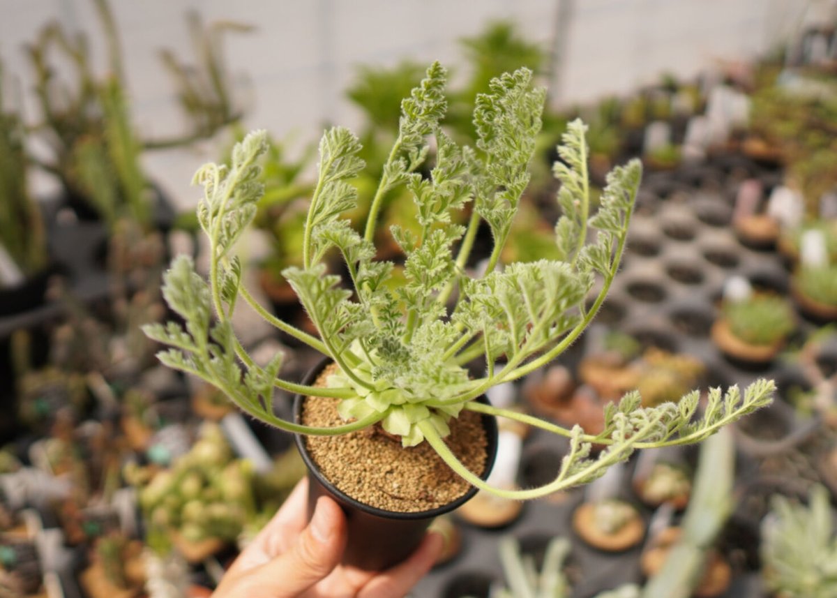 ペラルゴニウム アッペンディクラツム NO.2 | mana's farm:塊根植物