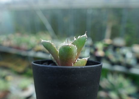 アガベ　チタノタ　鬼爪雪峰  Agave titanota “Onitsume Yukimine” 子株　No.1